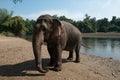 ElephantsWorld Thailand Royalty Free Stock Photo